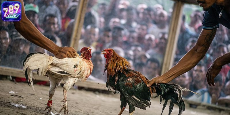 Đá gà online mang đến nhiều cảm xúc thú vị cho kê thủ