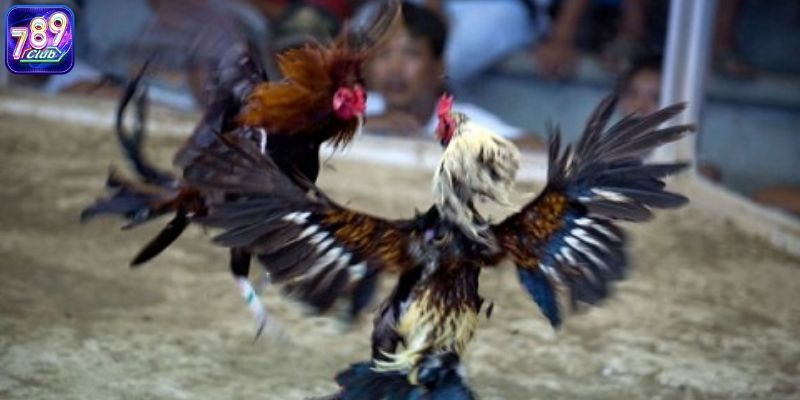 Phân loại gà đá hiện nay