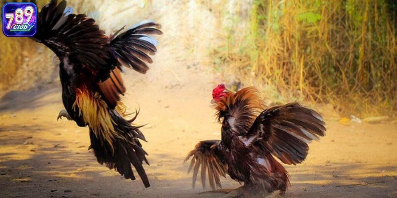 So sánh đá gà online vs đá gà truyền thống