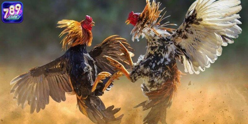 Kinh nghiệm đá gà online cho người mới