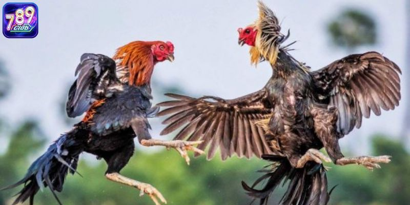 Đá gà online có lừa đảo không?