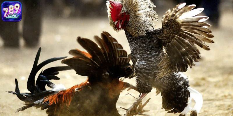 Đá gà online có lừa đảo không đang là thắc mắc của rất nhiều người