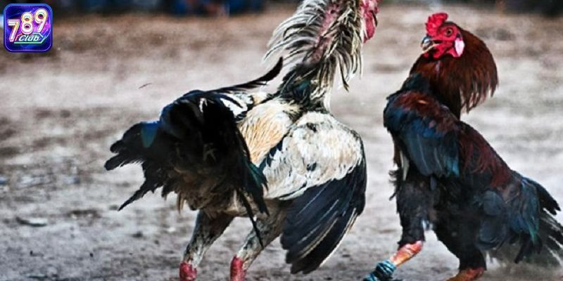 Các hình thức lừa đảo đá gà online phổ biến