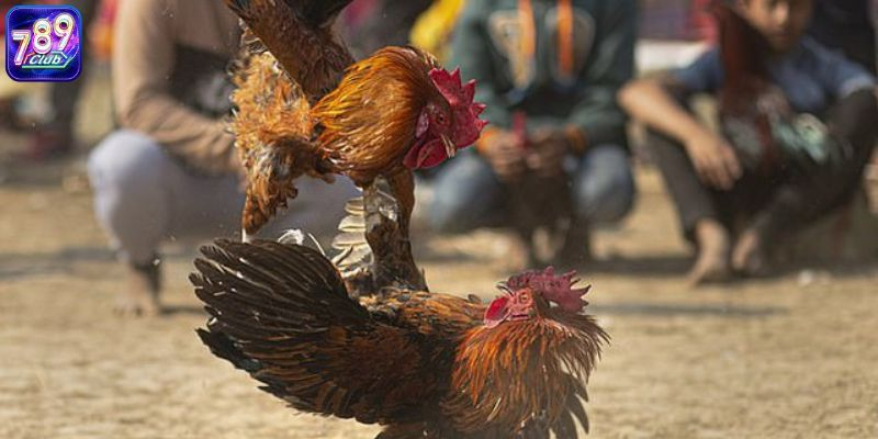 Các tiêu chí lựa chọn trang web đá gà uy tín