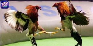 Đá Gà Online Có Lừa Đảo Không? 4 Tiêu Chí Đánh Giá Cổng Chơi