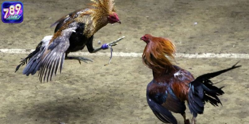 Đá gà online là gì chắc hẳn không còn là khái niệm xa lạ