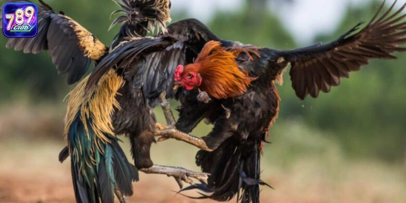 Những điểm nổi bật của hình thức đá gà online