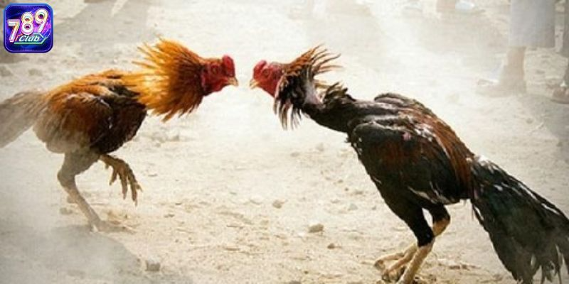 Hình thức đá gà được yêu thích nhất