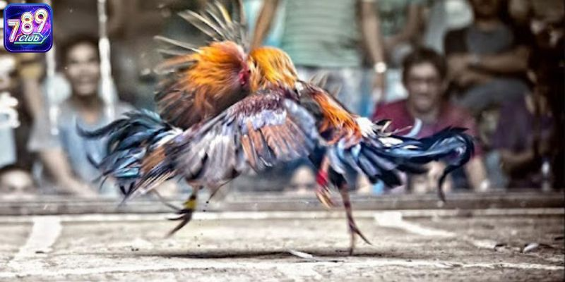 Đá Gà Online & Một Số Kiến Thức Cần Nắm Rõ Trước Khi Cược