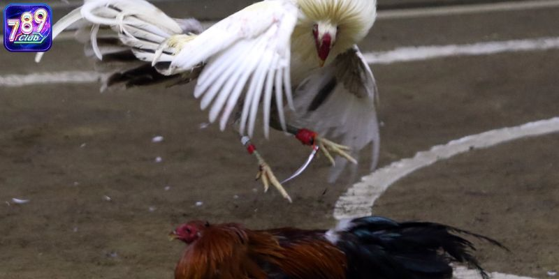 Đá gà Philippines là một trong các loại hình phổ biến
