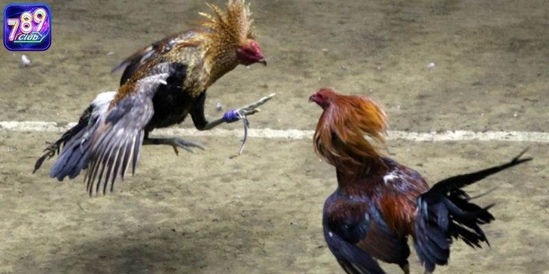 Những dòng chiến kê ở các trận đá gà Philippines