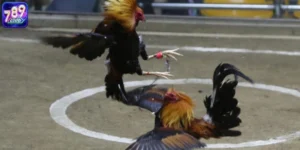 Đá Gà Philippines: Sôi Động - Kịch Tính - Hấp Dẫn Nhất