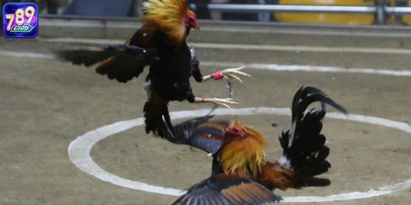 Đá Gà Philippines: Sôi Động - Kịch Tính - Hấp Dẫn Nhất