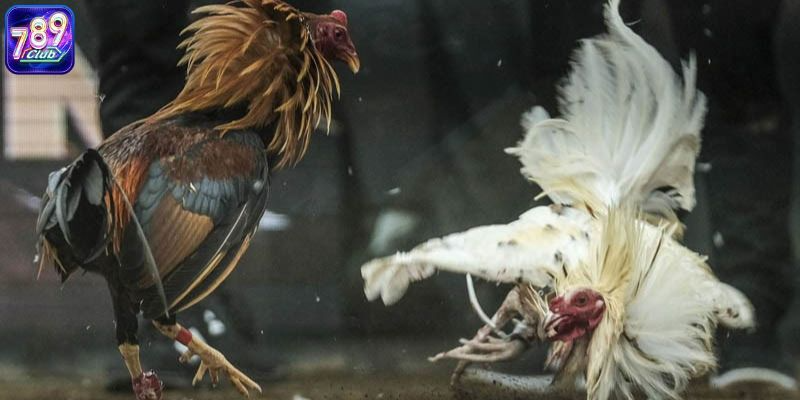 Đá gà Thomo là một trong những loại hình khá phổ biến