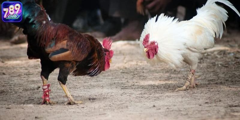 Lý do đá gà Thomo được ưa chuộng?