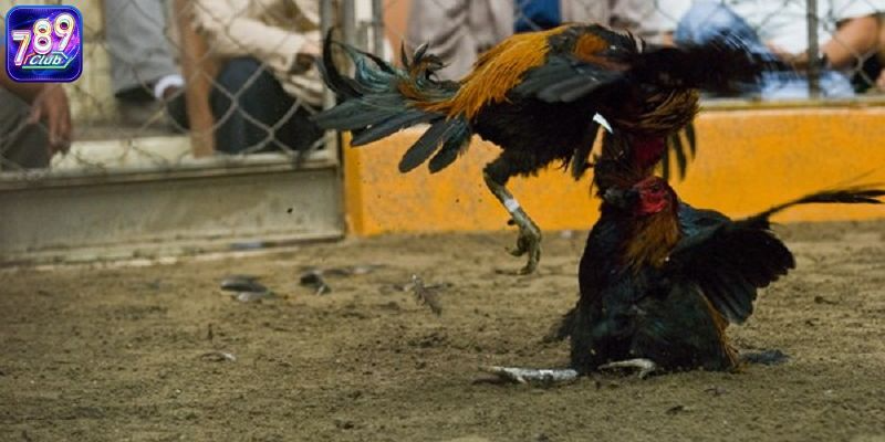 Kinh nghiệm đá gà online cho người mới sẽ là những chia sẻ hữu ích