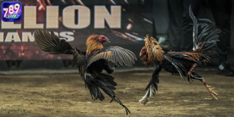 Hướng dẫn cách chọn kèo chuẩn