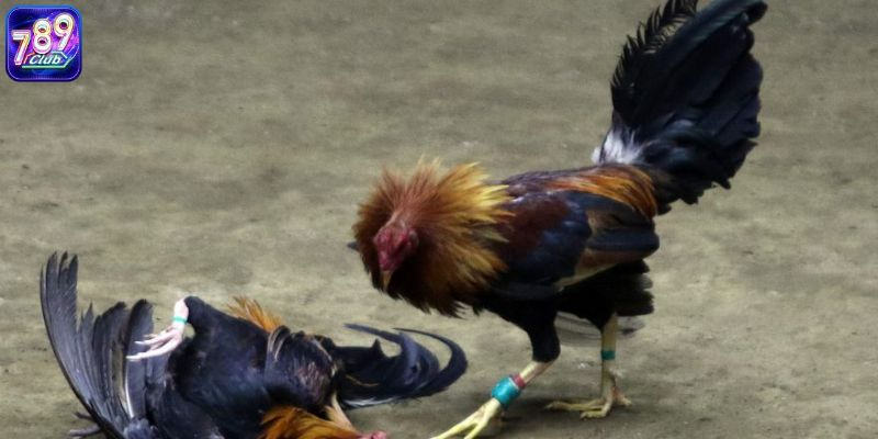 Một vài kinh nghiệm đá gà online cho người mới