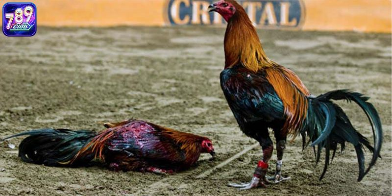 Top 3 Kinh Nghiệm Đá Gà Online Cho Người Mới