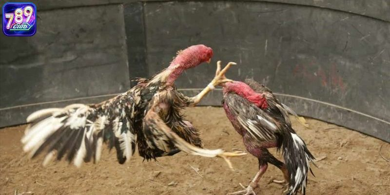 Hình thức đá gà xuất hiện cửa Meron