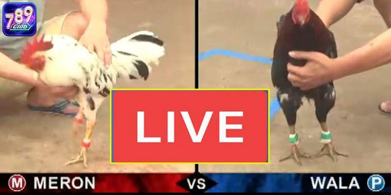 Meron Là Gì? Bật Mí 3 Kinh Nghiệm Đặt Cược Cơ Bản Nhất