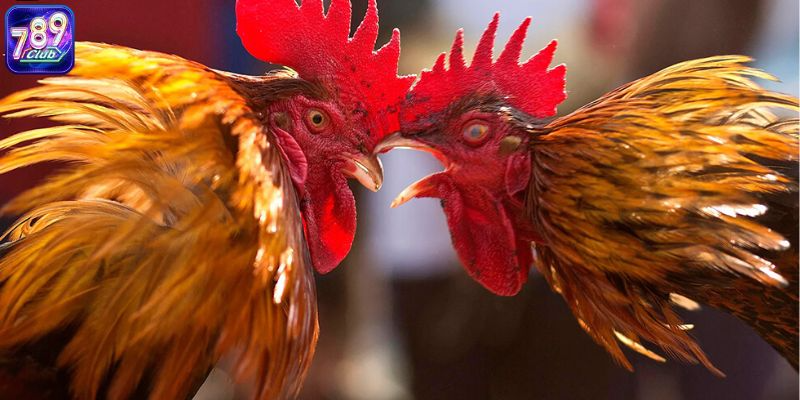 Phân loại gà đá hiện nay là chủ đề đặc biệt quan trọng