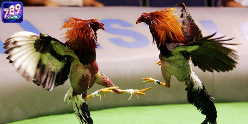 Nguồn gốc của gà đá