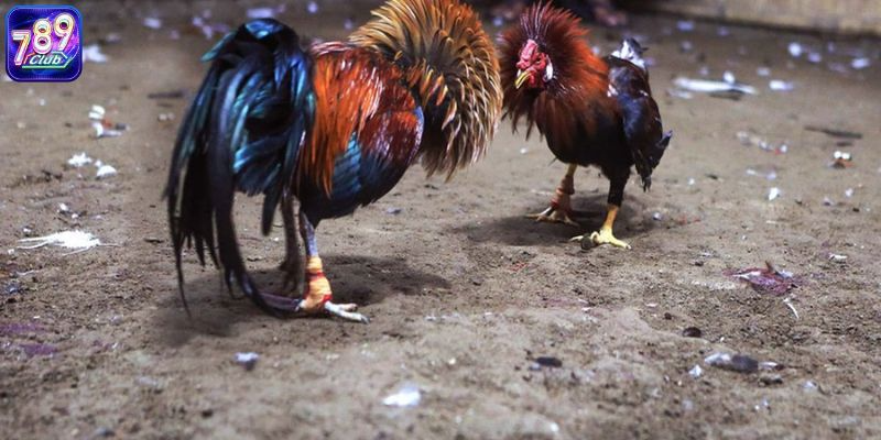 2 Cách Phân Loại Gà Đá Hiện Nay Chuẩn Nhất Cho Sư Kê