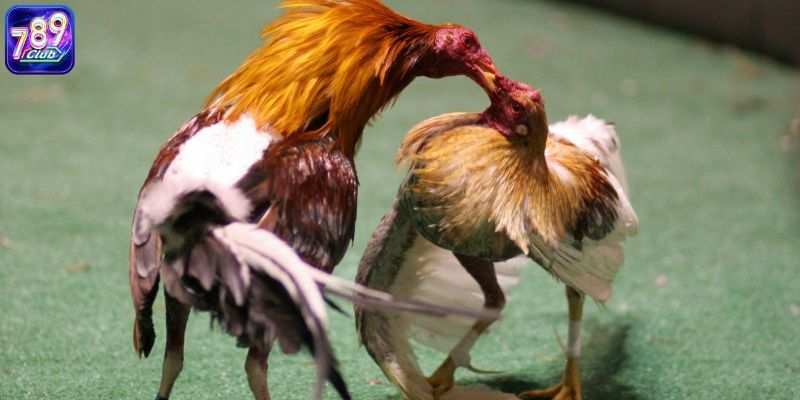 Chi tiết so sánh đá gà online vs đá gà truyền thống