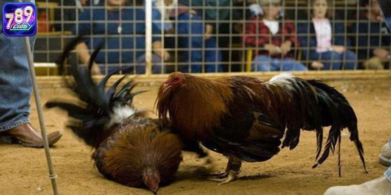 Người mới nên chơi đá gà online hay đá gà truyền thống