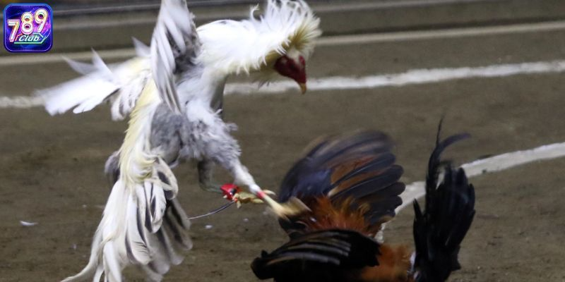 So Sánh Đá Gà Online Vs Đá Gà Truyền Thống Cực Dễ Với 4 Yếu Tố