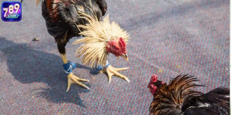 Thuật ngữ đá gà online không có quá nhiều