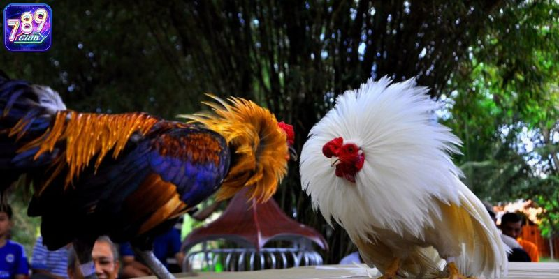 Tổng hợp các thuật ngữ đá gà hay gặp nhất