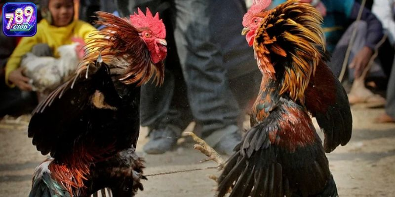 Hất gà - thuật ngữ đá gà online cần biết