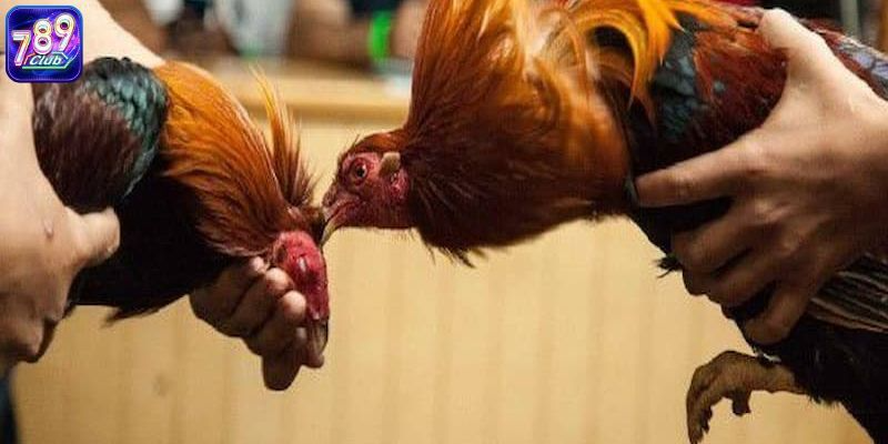 Tổng Hợp 7 Thuật Ngữ Đá Gà Online Không Phải Ai Cũng Biết