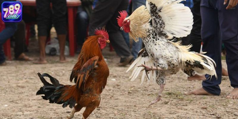 nắm rõ khái niệm wala là gì