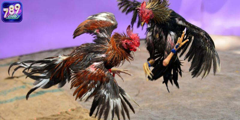 Đặt cửa Meron hay Wala sẽ dễ thắng hơn?