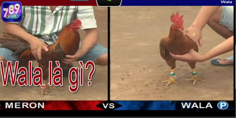 Wala Là Gì? Phân Tích Thuật Ngữ Quen Thuộc Khi Đặt Cược